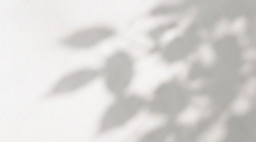 白い壁に落ちる木の葉の影